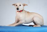 Guard/family Dogs For Adoption - Mixed Breed Dog