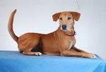 Guard/family Dogs For Adoption - Mixed Breed Dog