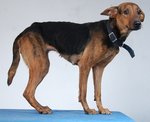 Guard/family Dogs For Adoption - Mixed Breed Dog