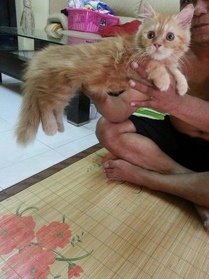 Red Persian Kitten - Persian Cat