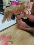 Red Persian Kitten - Persian Cat