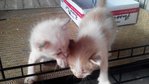 Fantastic Four - Domestic Medium Hair + Turkish Van Cat