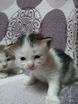 3 Musketeers - Domestic Medium Hair Cat