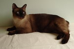 Iggy - Siamese + Domestic Short Hair Cat