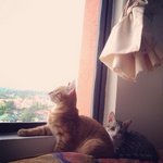 Boy And Girl - Domestic Short Hair Cat