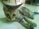 Aman - Domestic Short Hair Cat