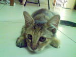 Aman - Domestic Short Hair Cat