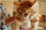 Meawmeaw - Maine Coon Cat