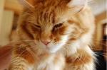 Meawmeaw - Maine Coon Cat