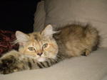 Comot - Maine Coon Cat