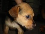 A Litter Of 10 Puppies - Mixed Breed Dog