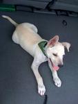 Check out this cutie pie with his green hankie..