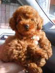 Toy Poodle - Poodle Dog