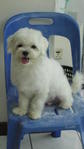 Woohoo The Maltese - Maltese Dog