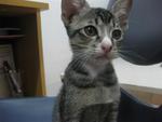 Cantik - Domestic Short Hair Cat