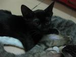 Chucky The Black Kitten - Domestic Short Hair Cat