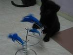 Chucky The Black Kitten - Domestic Short Hair Cat