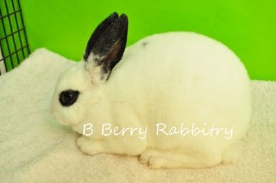 Mini Rex - Broken Black Lightly - Mini Rex Rabbit