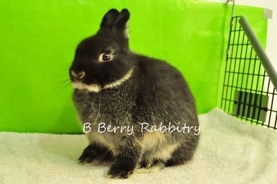 Netherland Dwarf - Black Otter 2233 - Netherland Dwarf Rabbit