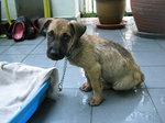 Snoopy - Mixed Breed Dog