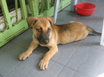 Snoopy - Mixed Breed Dog