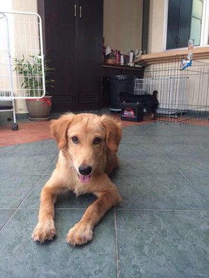 Golden Retriever Mixed - Mixed Breed Dog