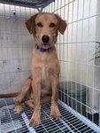 Golden Retriever Mixed - Mixed Breed Dog