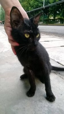 A Stray Cat - Domestic Short Hair Cat