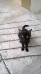 A Stray Cat - Domestic Short Hair Cat