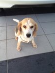 Jessie - Beagle Dog