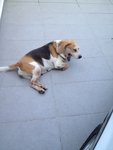 Jessie - Beagle Dog