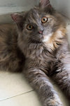 Dolly - Turkish Angora + Himalayan Cat