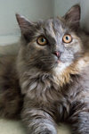 Dolly - Turkish Angora + Himalayan Cat