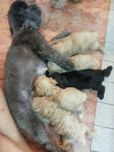 Poodle - Poodle Dog