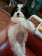 Poodle - Poodle Dog