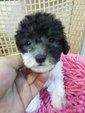 Poodle - Poodle Dog