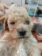 Poodle - Poodle Dog