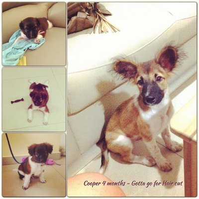 Cooper - Spitz Mix Dog