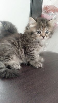 Scha - Persian + Maine Coon Cat