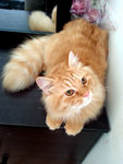 Oyen The Furry Tails - Persian + Maine Coon Cat