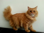 Oyen The Furry Tails - Persian + Maine Coon Cat