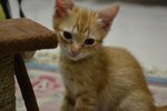 Kittens - Domestic Short Hair Cat