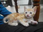 Kittens - Domestic Short Hair Cat