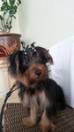 Silky Terrier - Silky Terrier Dog