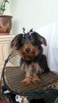 Silky Terrier - Silky Terrier Dog