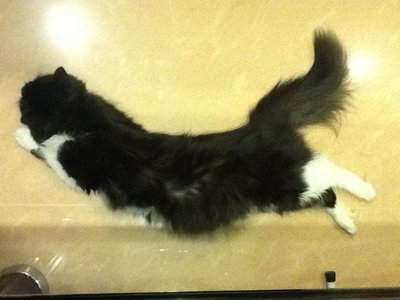 Oreo - Norwegian Forest Cat + Persian Cat