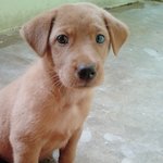 Baby - Mixed Breed Dog