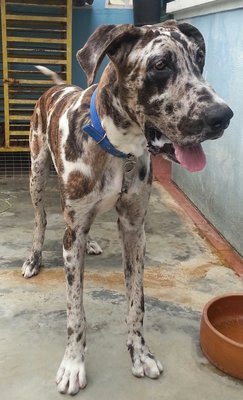 Quality Great Dane ! - Great Dane Dog