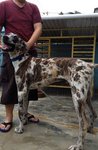 Quality Great Dane ! - Great Dane Dog