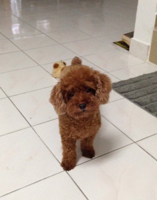 Qina - Poodle Dog